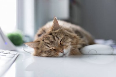 istockphoto-1056024094-612x612.jpg